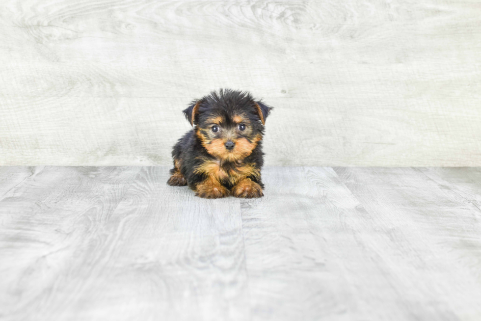 Meet Zoro - our Yorkshire Terrier Puppy Photo 