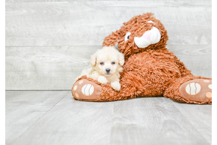 Friendly Maltipoo Baby