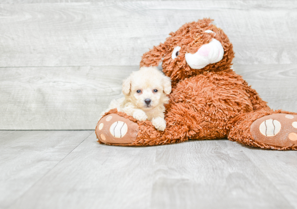 Friendly Maltipoo Baby