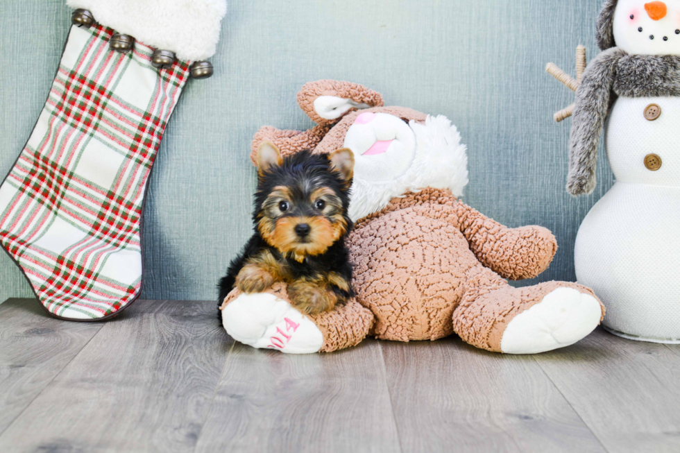 Meet Rascal - our Yorkshire Terrier Puppy Photo 