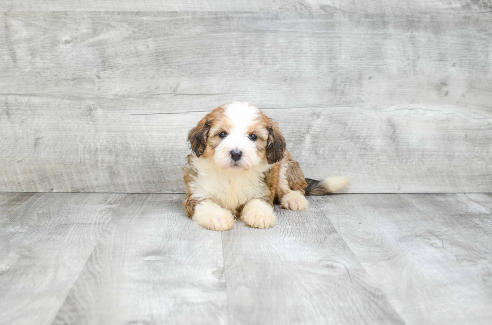 Best Mini Bernedoodle Baby