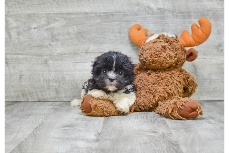 Teddy Bear Pup Being Cute