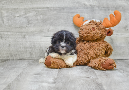 Teddy Bear Pup Being Cute