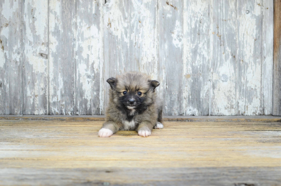 Pomeranian Puppy for Adoption