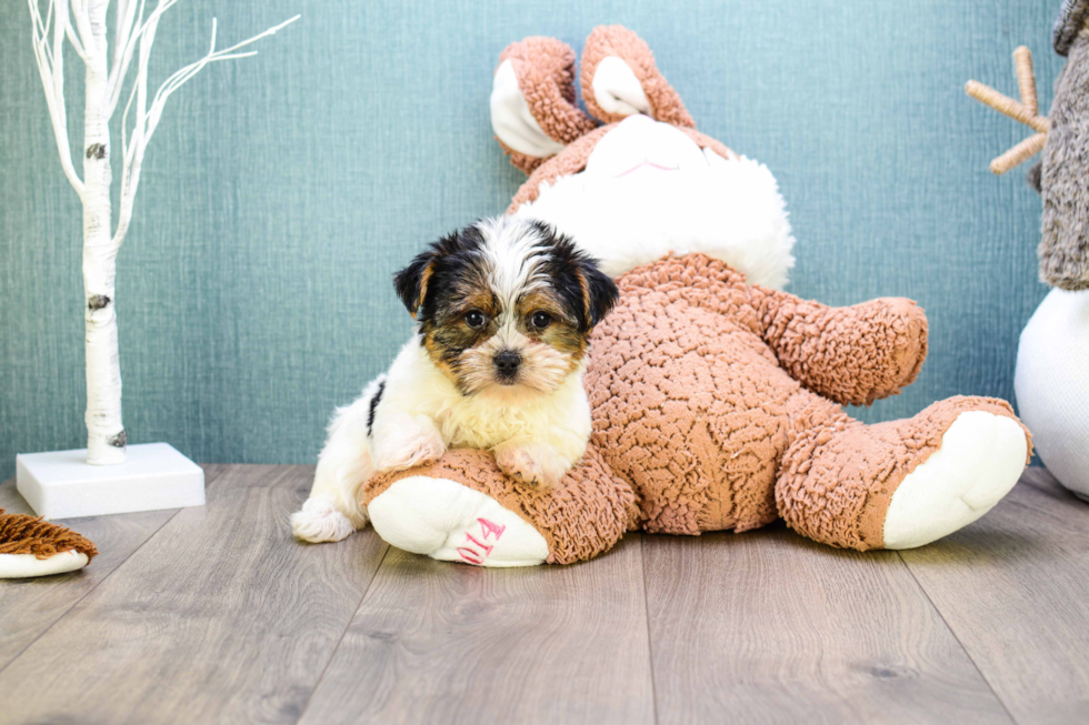 Meet Teacup-Beyonce - our Yorkshire Terrier Puppy Photo 