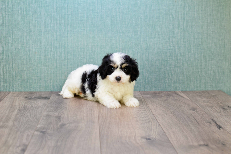 Cavachon Pup Being Cute