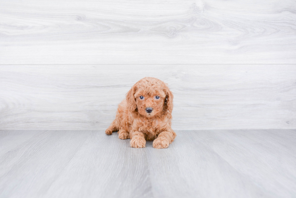 Playful Cavoodle Poodle Mix Puppy