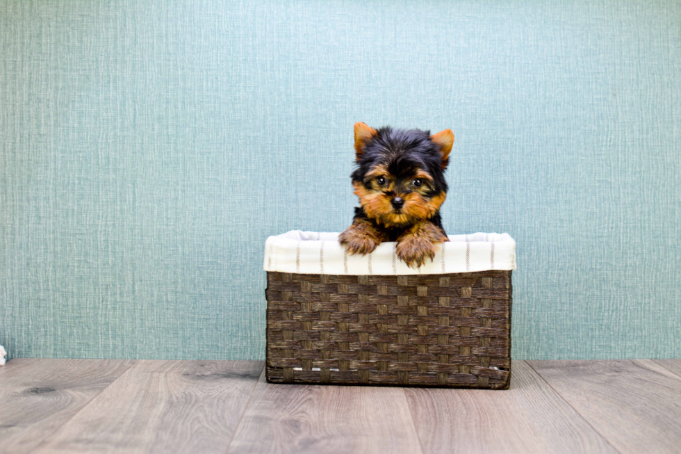 Meet Micro-Teacup-Victoria - our Yorkshire Terrier Puppy Photo 