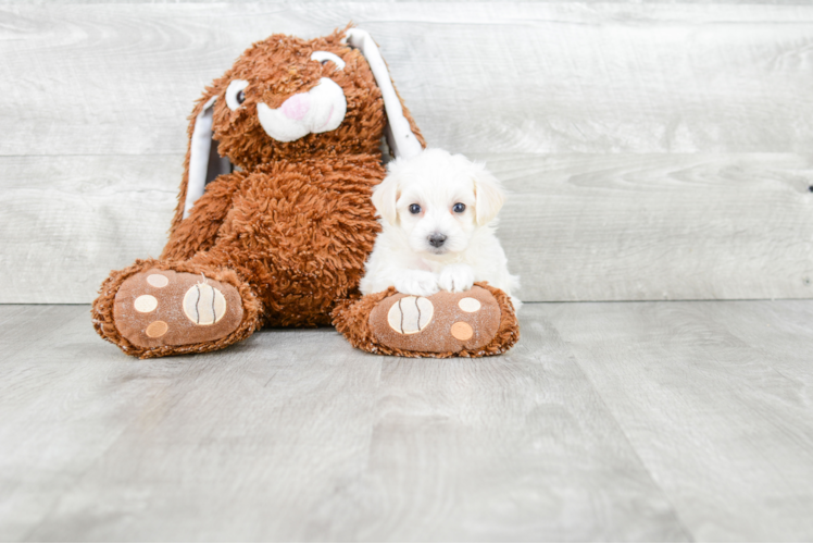 Maltipoo Pup Being Cute