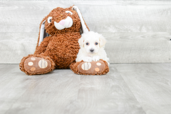 Maltipoo Pup Being Cute