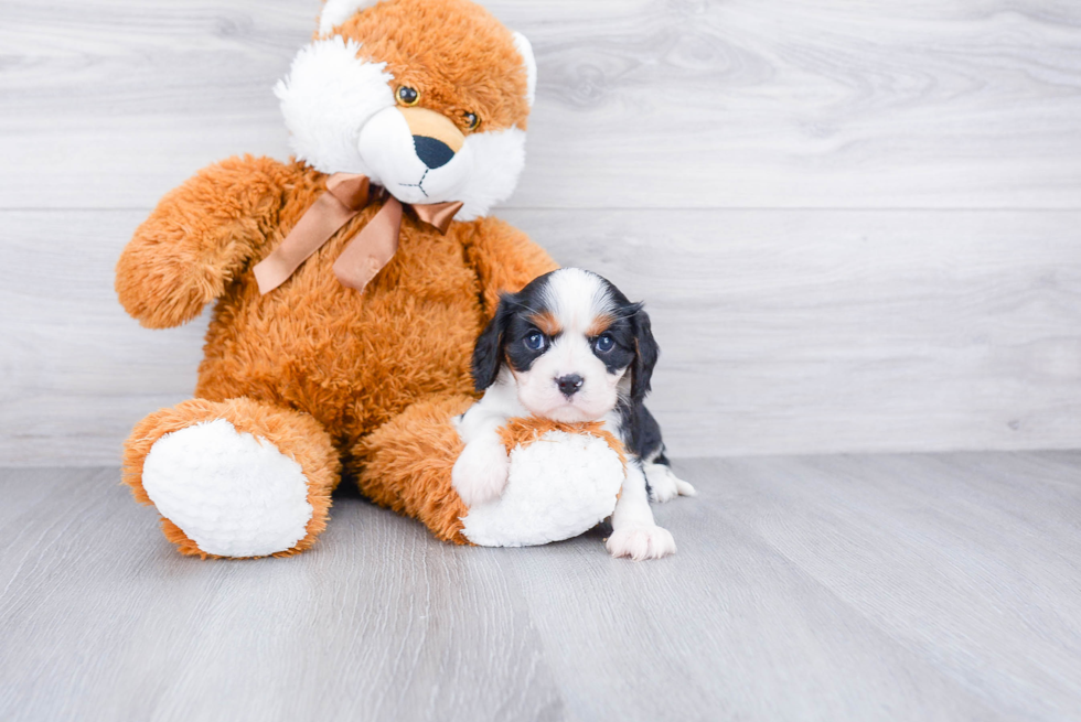 Cavalier King Charles Spaniel Pup Being Cute