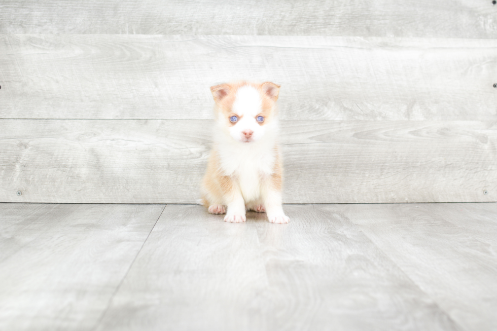 Pomsky Pup Being Cute