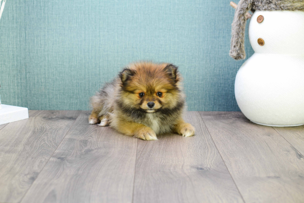 Pomeranian Pup Being Cute