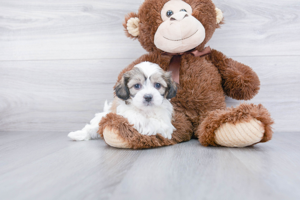 Popular Teddy Bear Designer Pup