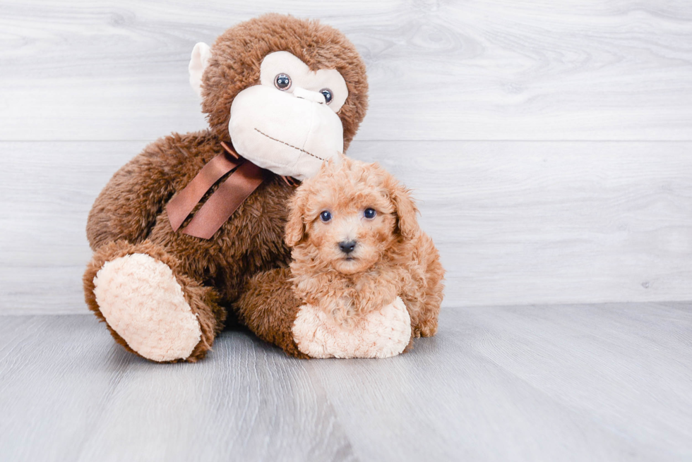 Hypoallergenic Poodle Baby