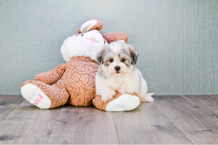 Havanese Pup Being Cute