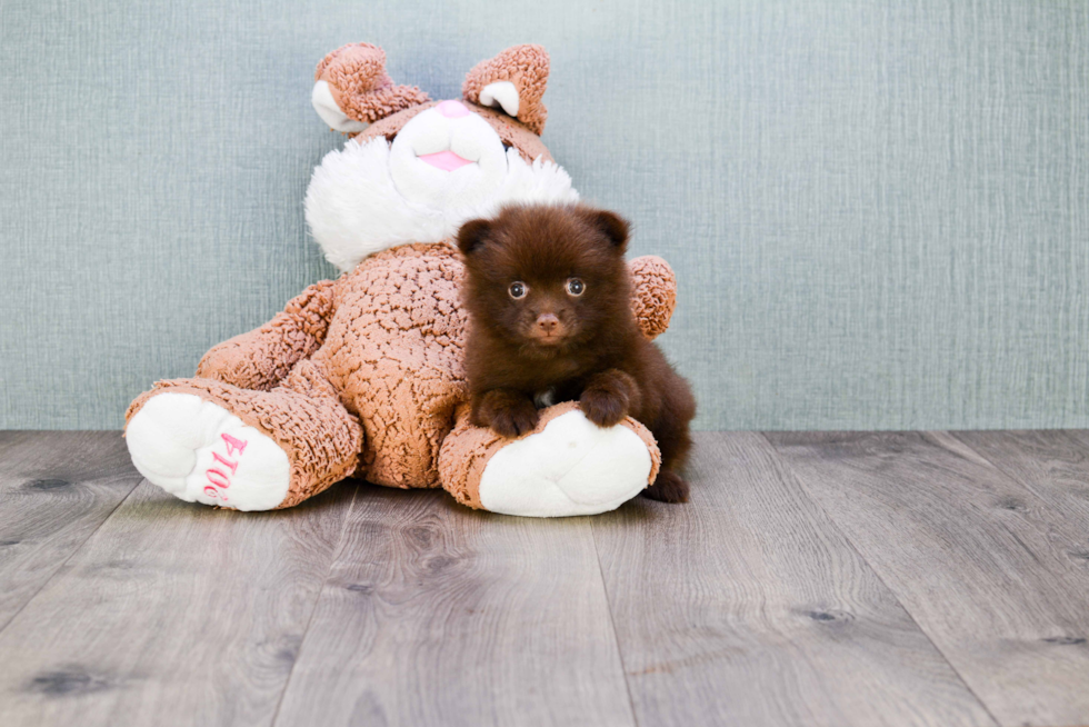 Pomeranian Pup Being Cute