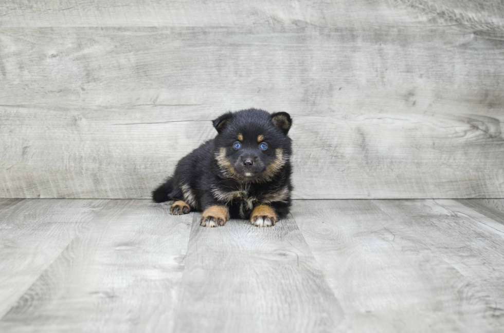 Best Pomsky Baby