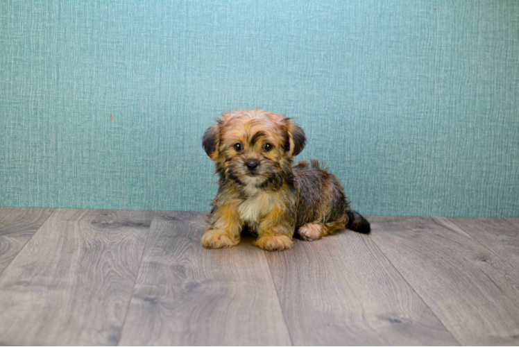 Shorkie Puppy for Adoption