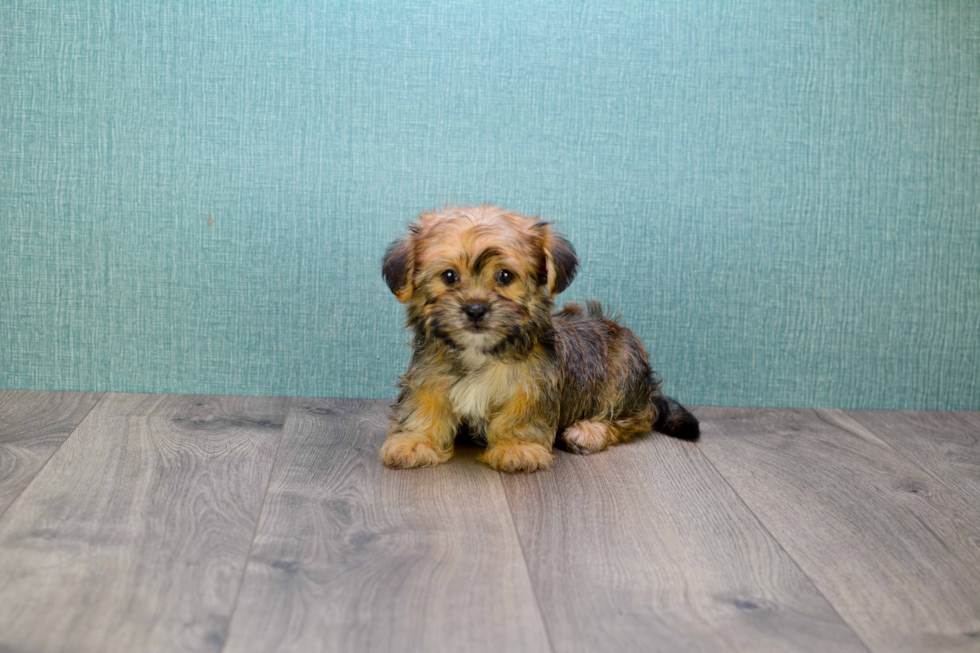 Shorkie Puppy for Adoption