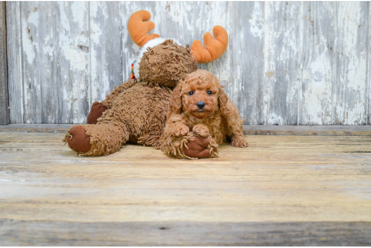 Popular Cavapoo Poodle Mix Pup