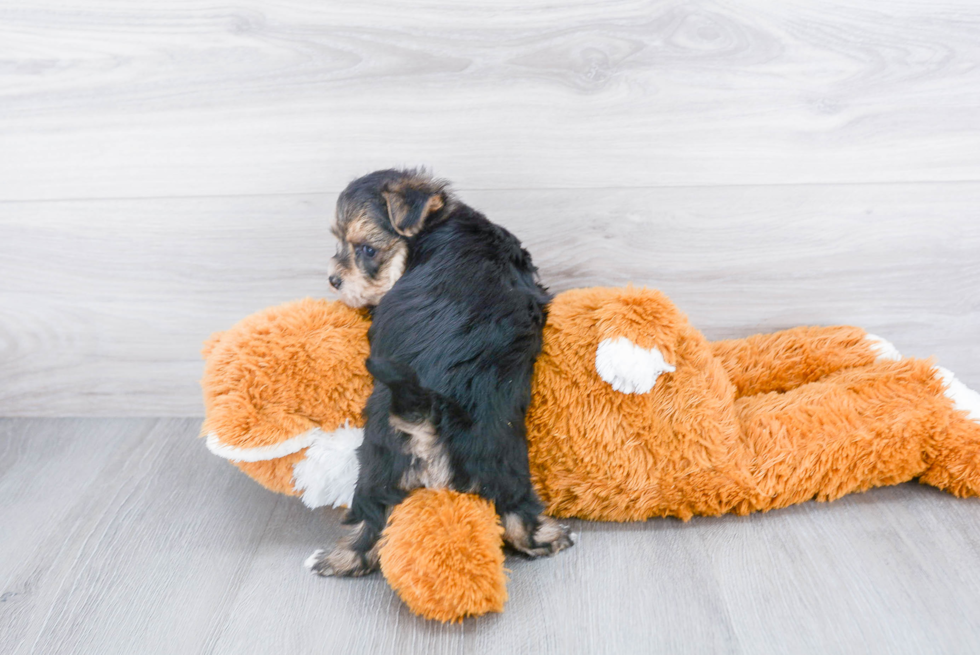 Cute Morkie Baby