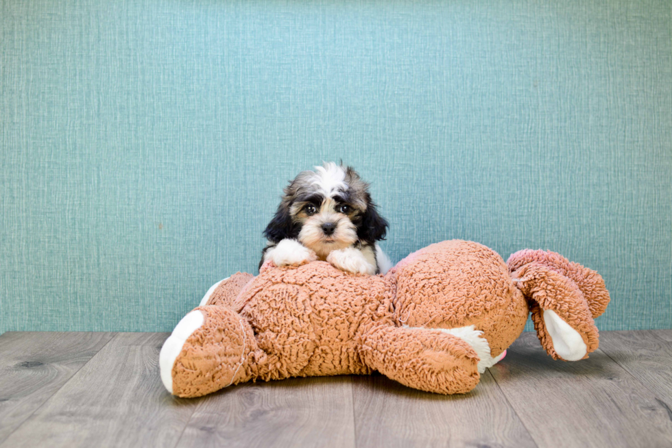 Funny Havanese Baby