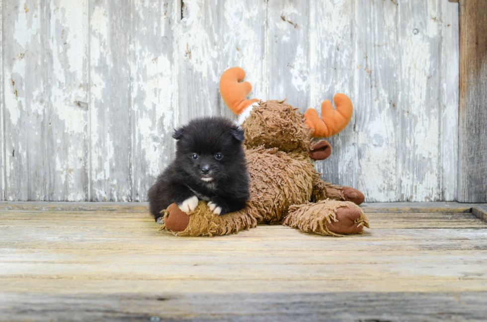 Sweet Pomeranian Purebred Puppy