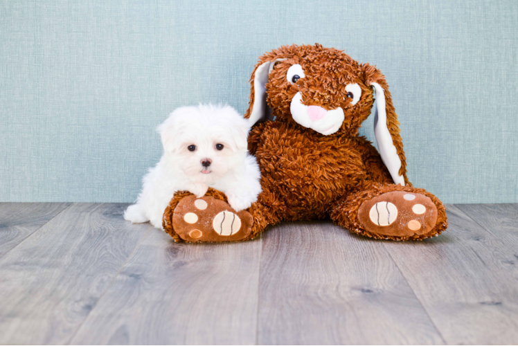 Maltese Puppy for Adoption