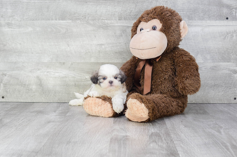 Fluffy Teddy Bear Designer Pup