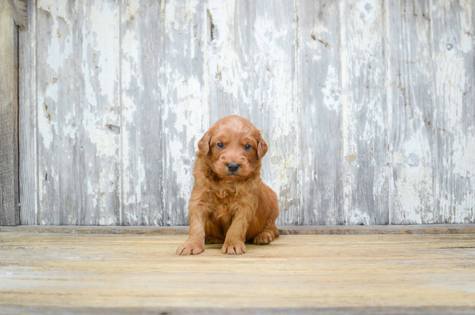 Mini Goldendoodle Pup Being Cute