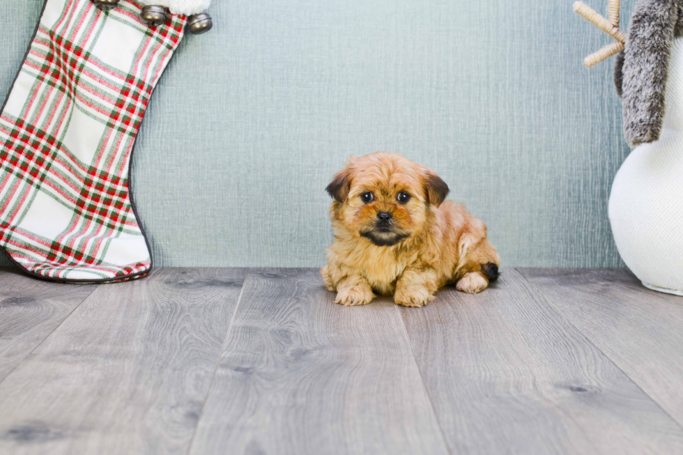 Playful Shorkie Designer Puppy