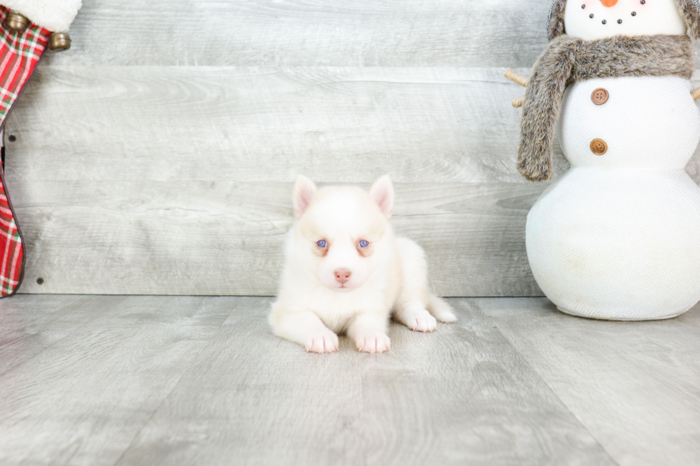 Pomsky Pup Being Cute