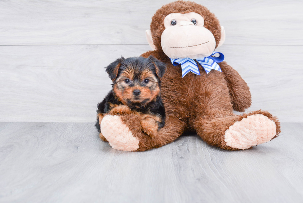 Meet Timmy - our Yorkshire Terrier Puppy Photo 