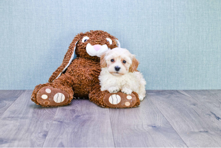 Best Maltipoo Baby