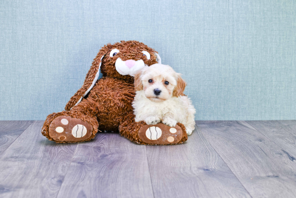 Best Maltipoo Baby