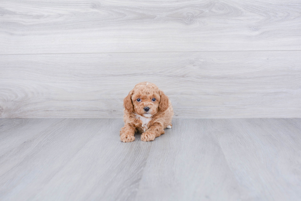 Popular Poodle Purebred Pup