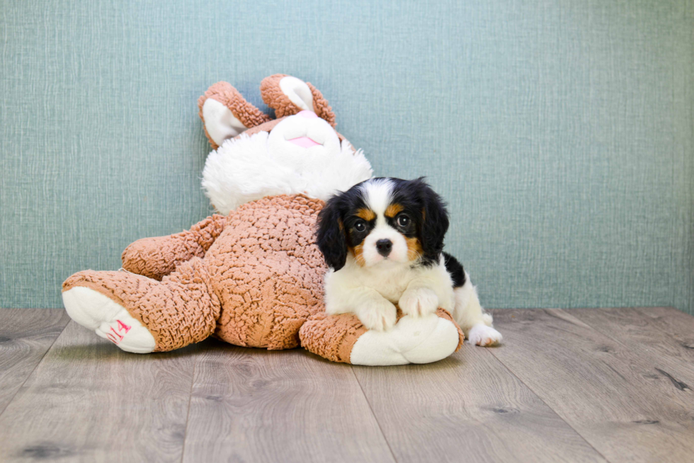 Cavalier King Charles Spaniel Pup Being Cute