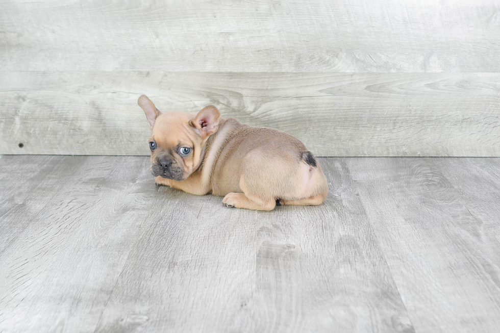 Petite Frenchie Purebred Puppy