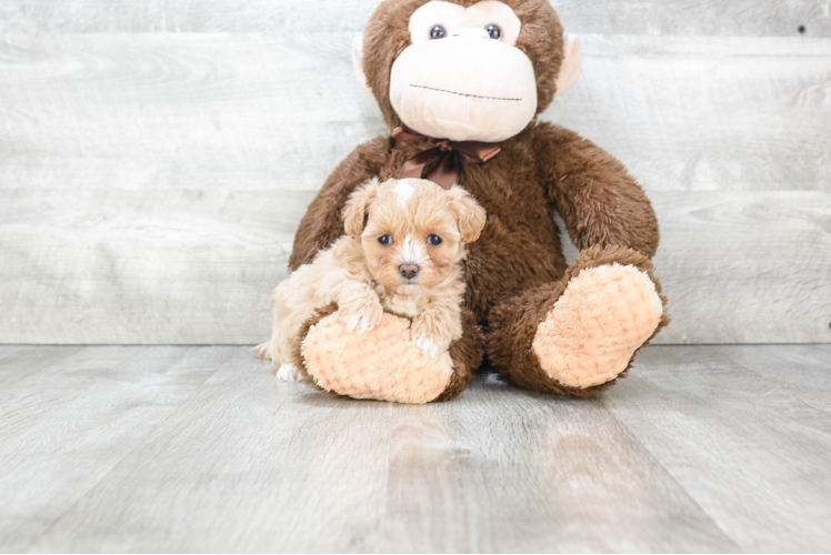 Maltipoo Puppy for Adoption