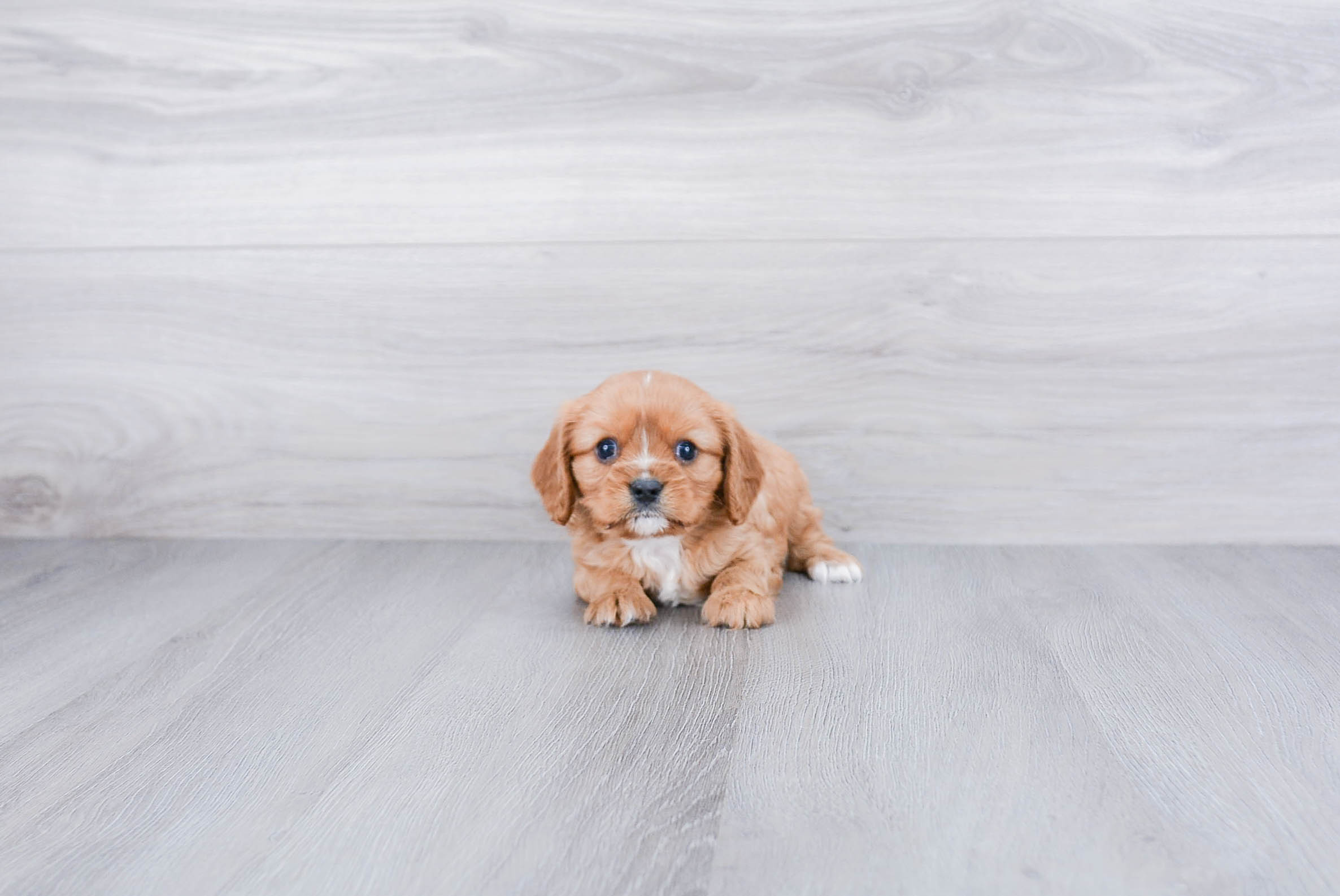 Sweet Cavalier King Charles Spaniel Purebred Puppy