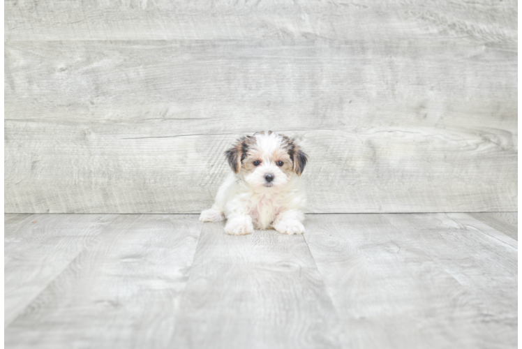 Morkie Puppy for Adoption