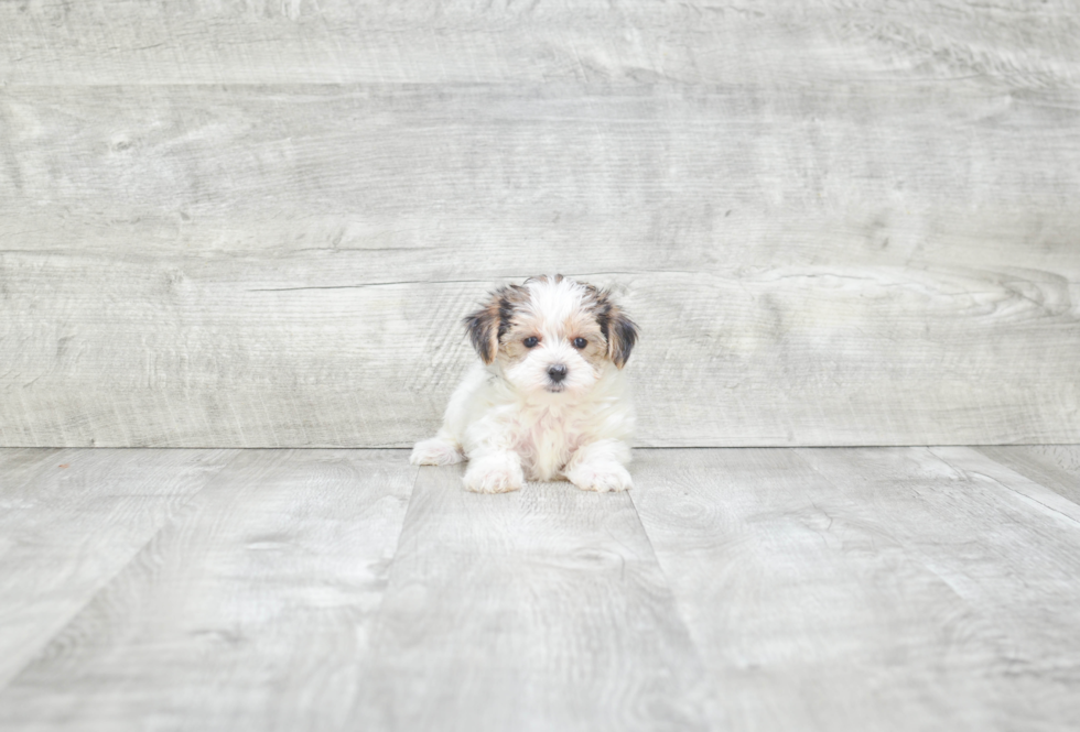 Morkie Puppy for Adoption