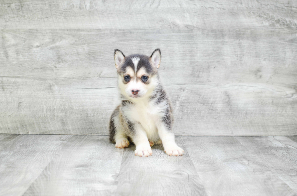 Funny Pomsky Designer Pup