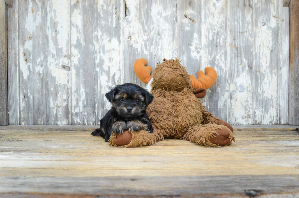 Morkie Puppy for Adoption