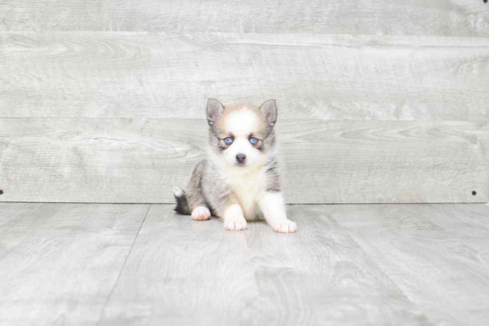 Happy Pomsky Baby