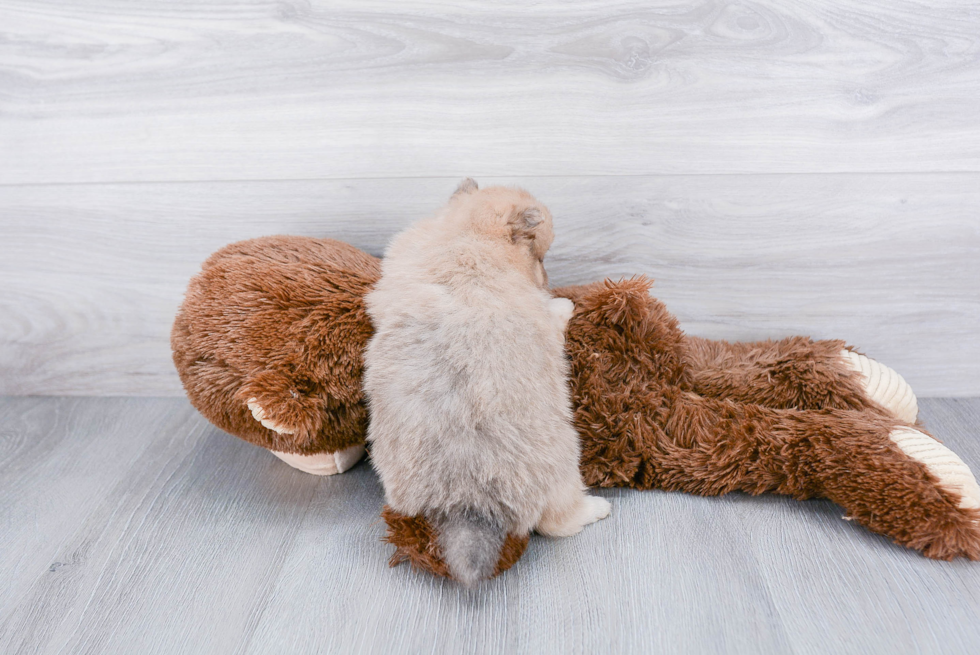 Small Pomeranian Baby