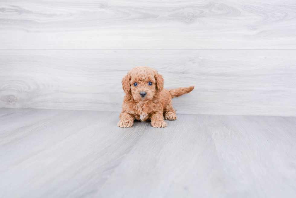 Cute Cockapoo Baby