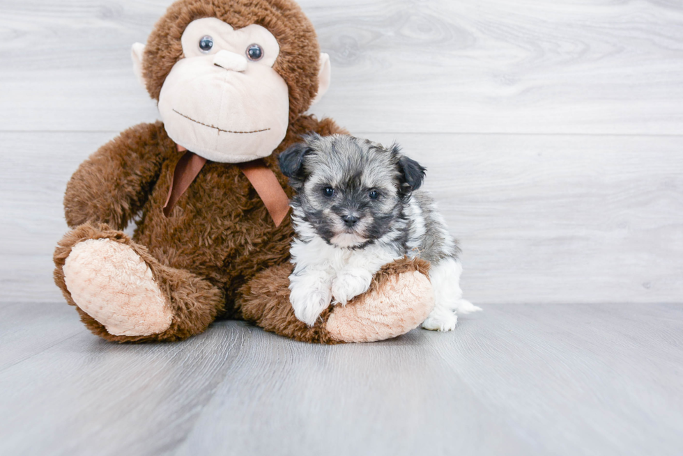 Energetic Shichon Designer Puppy