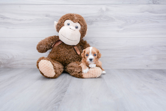 Cavapoo Pup Being Cute